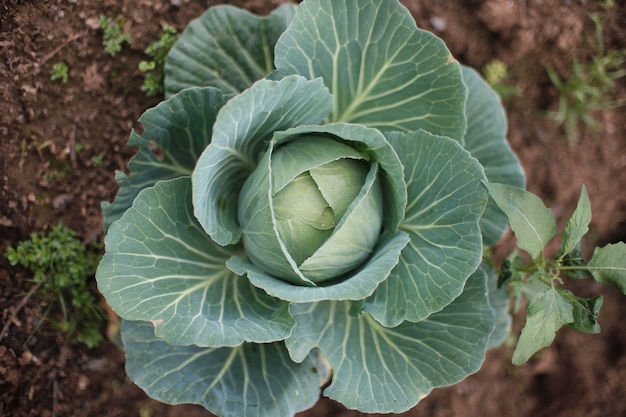 Draufsicht auf einen Grünkohl, der im Garten wächst