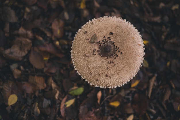 Draufsicht auf einen wilden Pilz in einem herbstlichen Wald