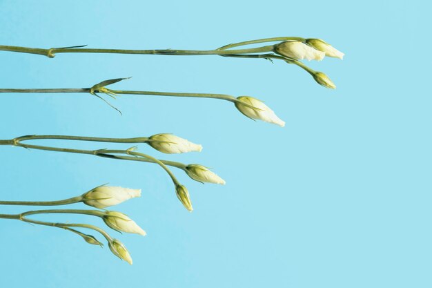 Draufsicht auf Frühlingsrosen mit Kopierraum