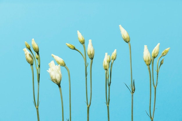 Kostenloses Foto draufsicht auf frühlingsrosen