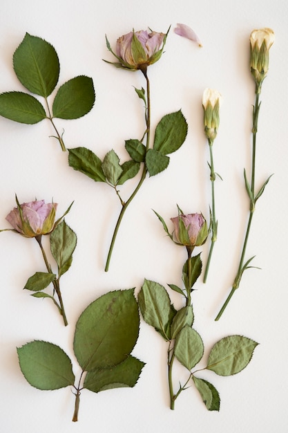 Draufsicht auf gepresste Blumen