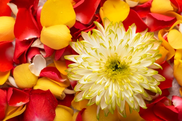 Draufsicht auf schöne Blumen in verschiedenen Farben