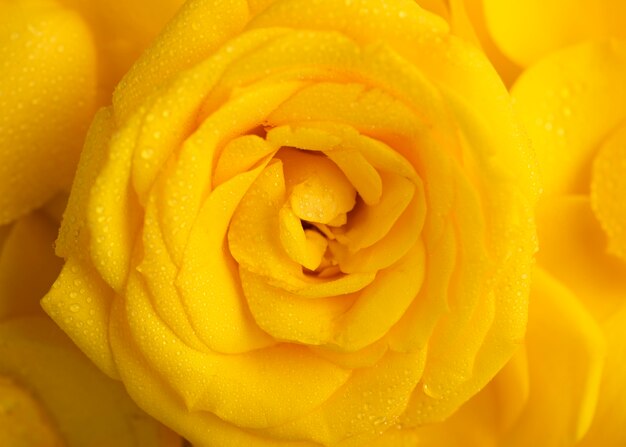 Draufsicht auf schöne gelb gefärbte Blumen