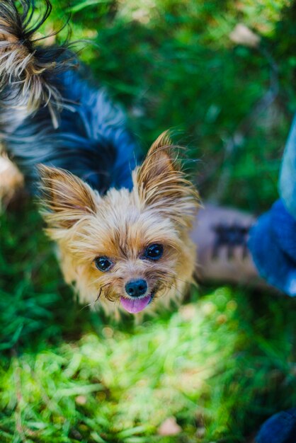 Draufsicht auf süßen Hund