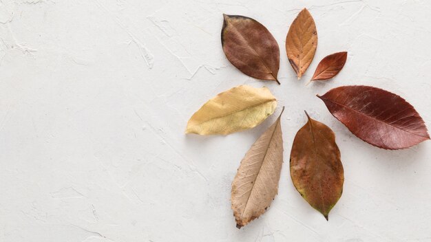 Draufsicht auf trockenes Herbstlaub mit Kopierraum