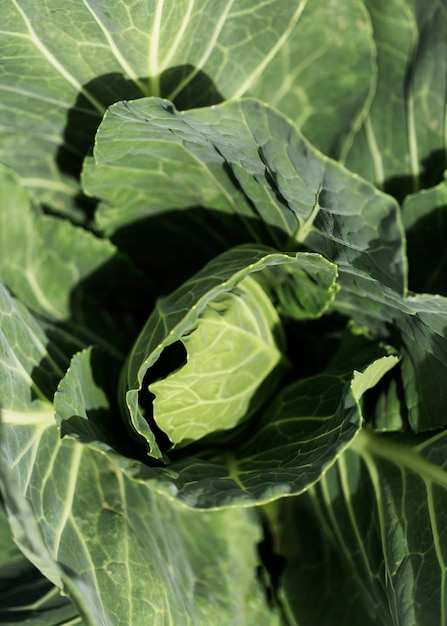 Draufsicht Bio grüner Salat