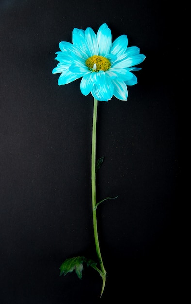 Kostenloses Foto draufsicht der blauen farbe chrysanthemenblume lokalisiert auf schwarzem hintergrund