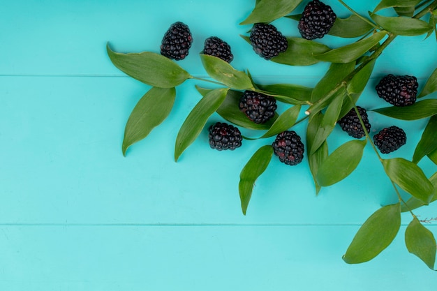 Kostenloses Foto draufsicht der brombeere mit blattzweigen auf einer hellblauen oberfläche