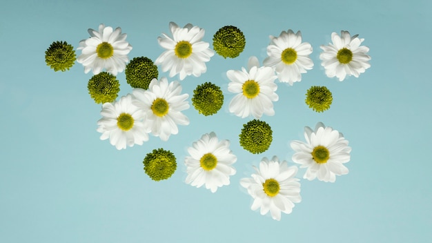 Kostenloses Foto draufsicht der frühlingsgänseblümchen