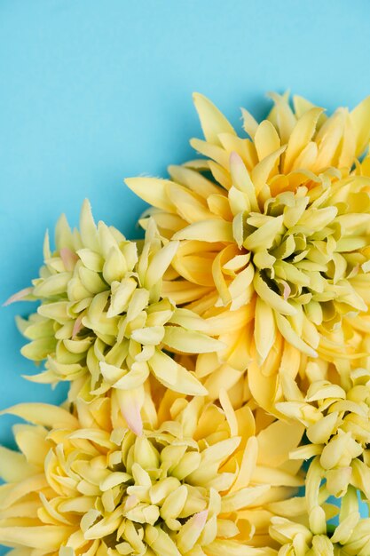 Draufsicht der gelben Blumen mit Kopienraum
