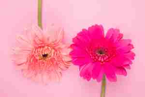 Kostenloses Foto draufsicht der gerbera blumen der rosa und fuchsiafarbe lokalisiert auf rosa hintergrund