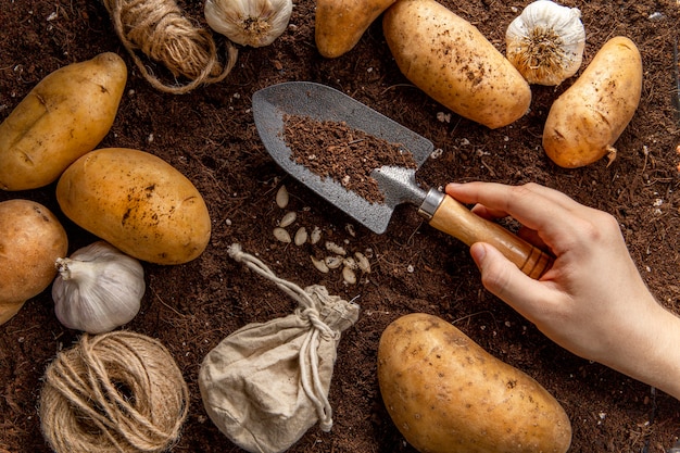 Draufsicht der Hand, die Gartenwerkzeug mit Kartoffeln hält