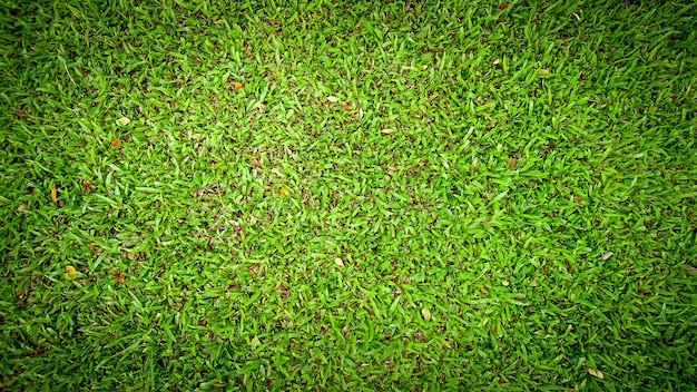 Draufsicht der hintergrundbeschaffenheit des grünen grases