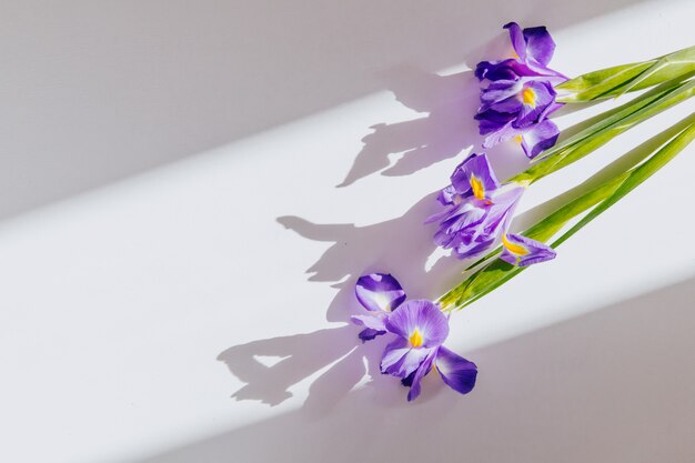 Draufsicht der lila Irisblumen lokalisiert auf weißem Hintergrund mit Kopienraum