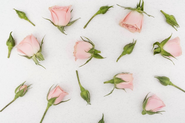 Draufsicht der rosafarbenen Blumen des Frühlinges