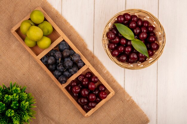 Draufsicht der roten köstlichen Kirschen auf einem Eimer mit sloesgreen Kirschpflaume auf einem Sack Stoff auf einem weißen Hintergrund