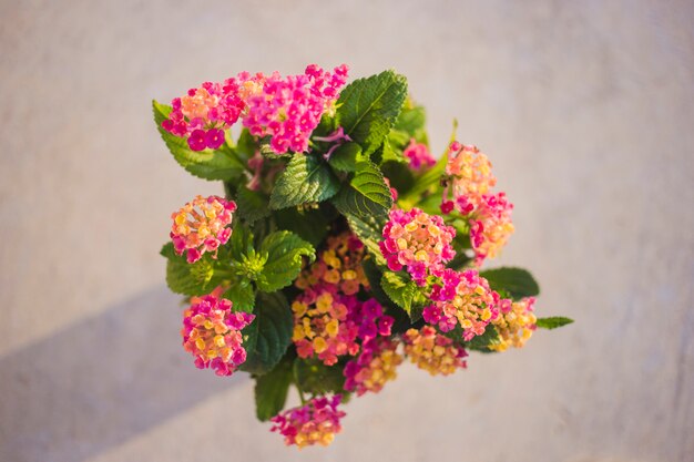 Draufsicht der schönen Blumen mit grünen Blättern