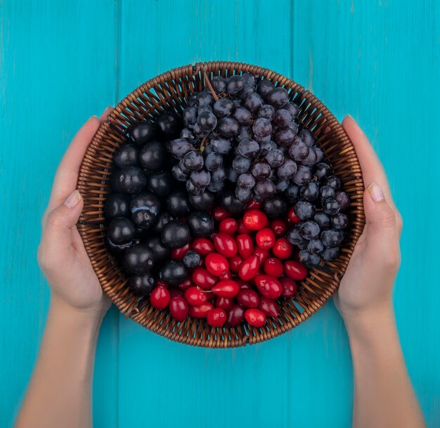 Draufsicht der weiblichen Hände, die einen Eimer mit schwarzen Trauben und Kornelkirschenbeeren auf einem blauen hölzernen Hintergrund halten