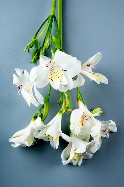 Draufsicht der weißen Farbe Alstroemeria Blumen auf grauem Hintergrund