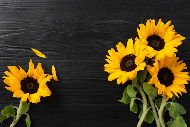 Draufsicht des Sonnenblumenrahmens mit Kopienraum