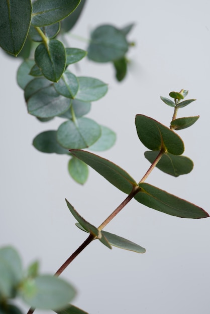 Draufsicht Eukalyptus mit weißem Hintergrund