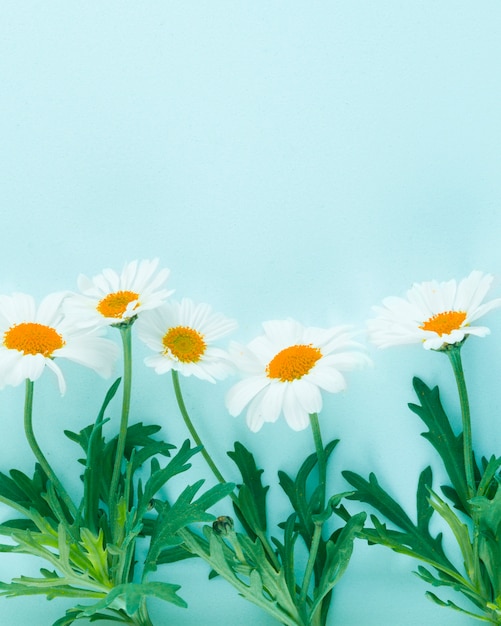 Kostenloses Foto draufsicht gänseblümchen linie