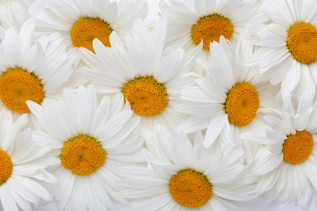 Kostenloses Foto draufsicht komposition von blumen