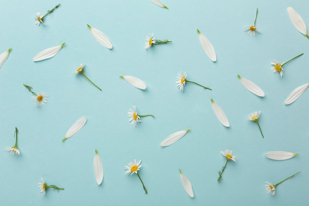 Draufsicht Komposition von Blumen