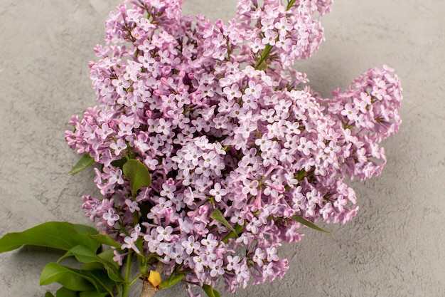 Draufsicht lila Blumen lebendig schön isoliert auf dem grauen Boden