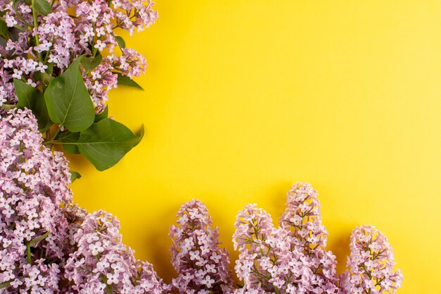 Draufsicht lila Blumen schön auf dem gelben Boden