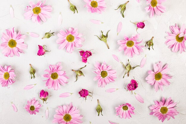 Draufsicht rosa Gänseblümchenblumen und Blütenblätter