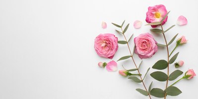 Draufsicht rosenblumen mit kopierraum