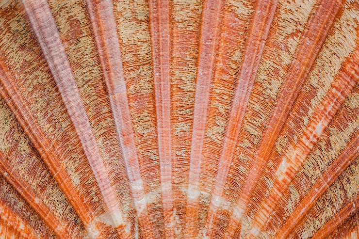 Kostenlose Foto draufsicht shell hintergrund