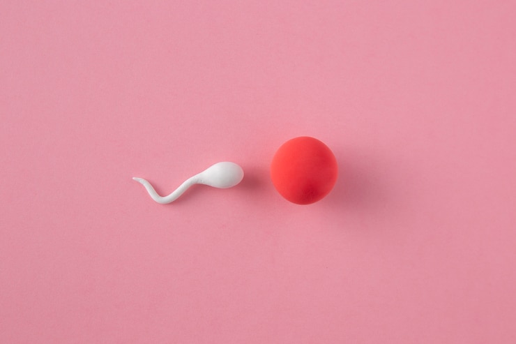 Kostenlose Foto draufsicht spermatozoen und eizelle