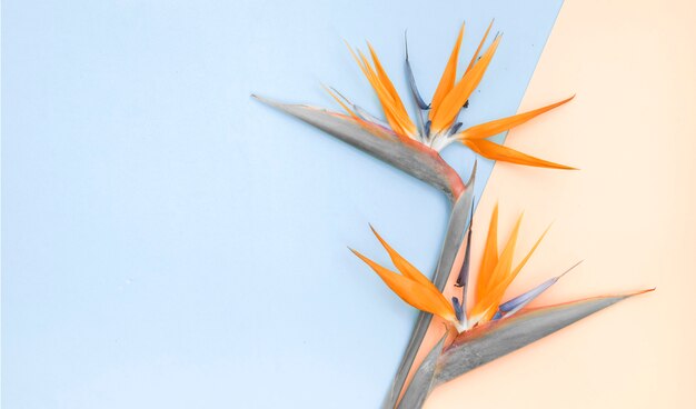 Draufsicht von Flatlay, orange Strelizia auf Farbpapier.