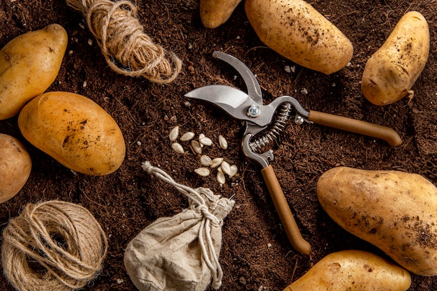 Draufsicht von kartoffeln mit schere und schnur