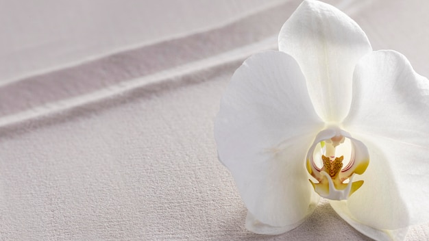 Draufsicht weiße Orchidee blühte