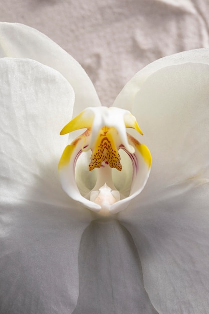 Kostenloses Foto draufsicht weiße orchidee blühte