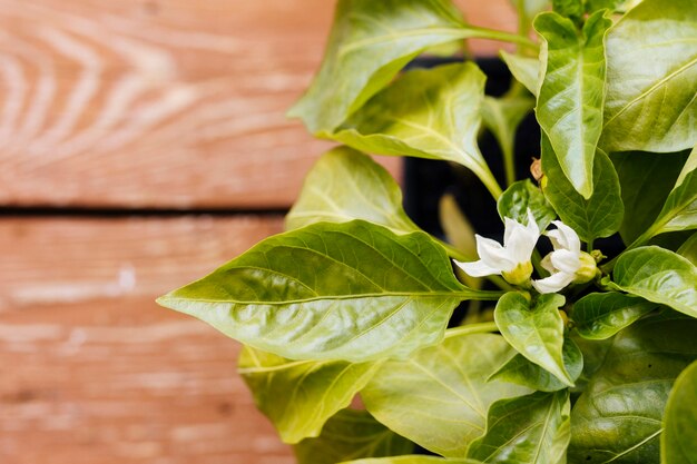 Draufsichtabschluß herauf Blume auf dem Tisch