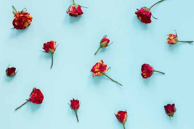 Draufsichtanordnung für Blumen auf blauem Hintergrund