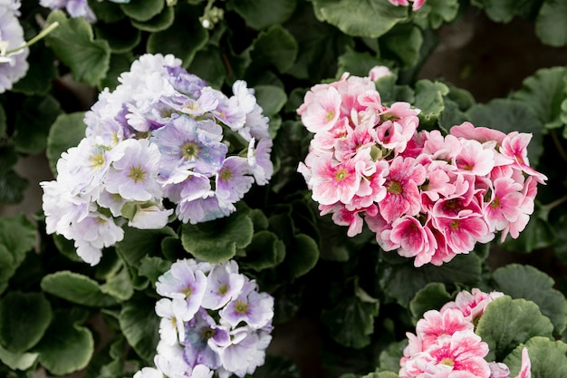 Draufsichtanordnung mit schönen Blumen