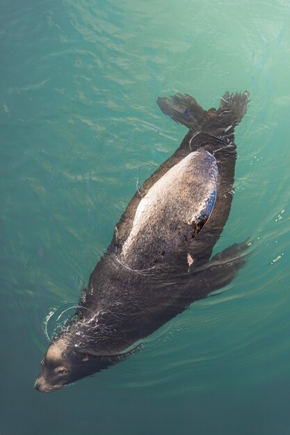 Draufsichtaufnahme einer Robbe, die anmutig im Ozean schwimmt