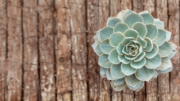 Draufsichtblume auf hölzernem Hintergrund