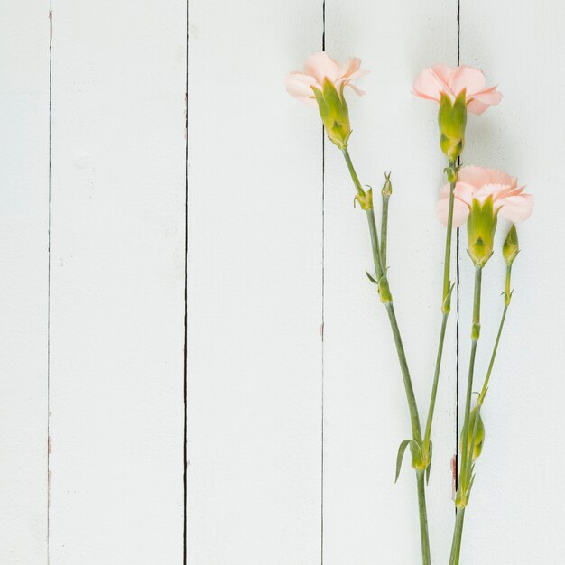 Draufsichtblumen mit Kopienraum