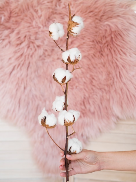 Draufsichtfrau, die Zweig mit Baumwollblumen hält