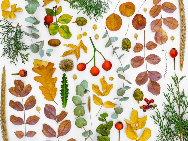 Kostenloses Foto draufsichtgruppe der grünen blätter und der blumen