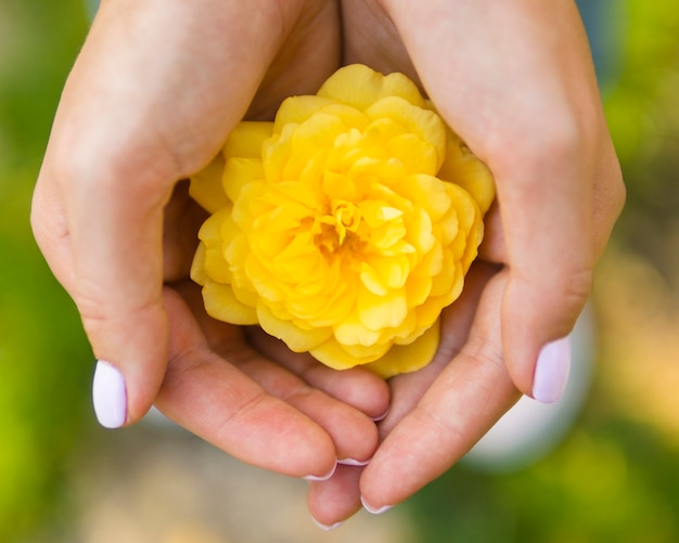 Draufsichthand, die natürliche Rose hält