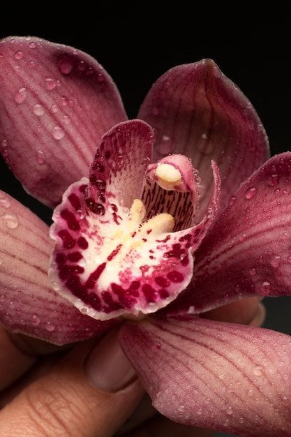 Kostenloses Foto draufsichthand, die orchidee hält