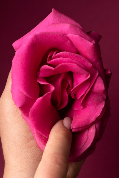 Draufsichthand, die rosa Blume hält