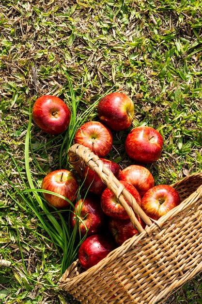 Draufsichtkorb mit Äpfeln auf Gras